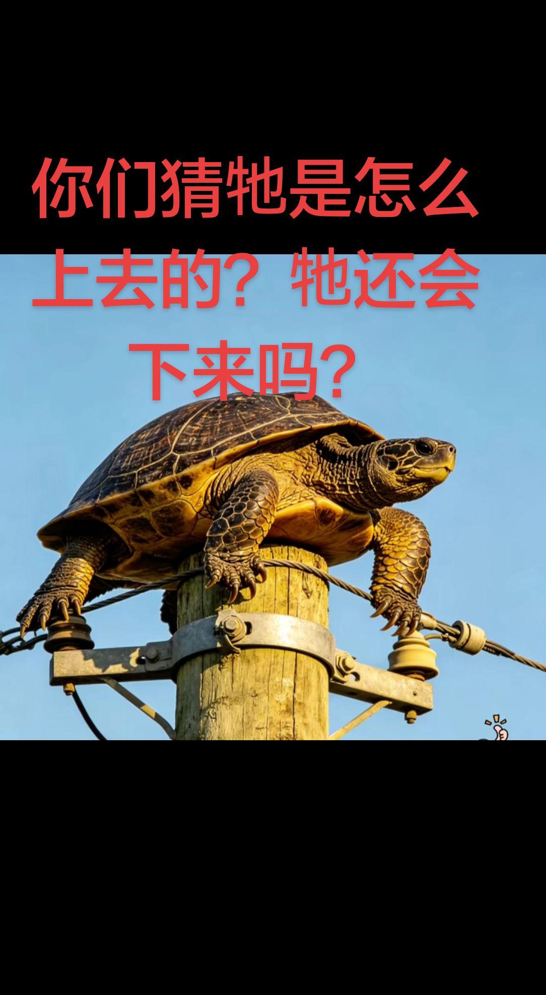 上热门 中华神龟 巨龟 神龟 东方巨龟