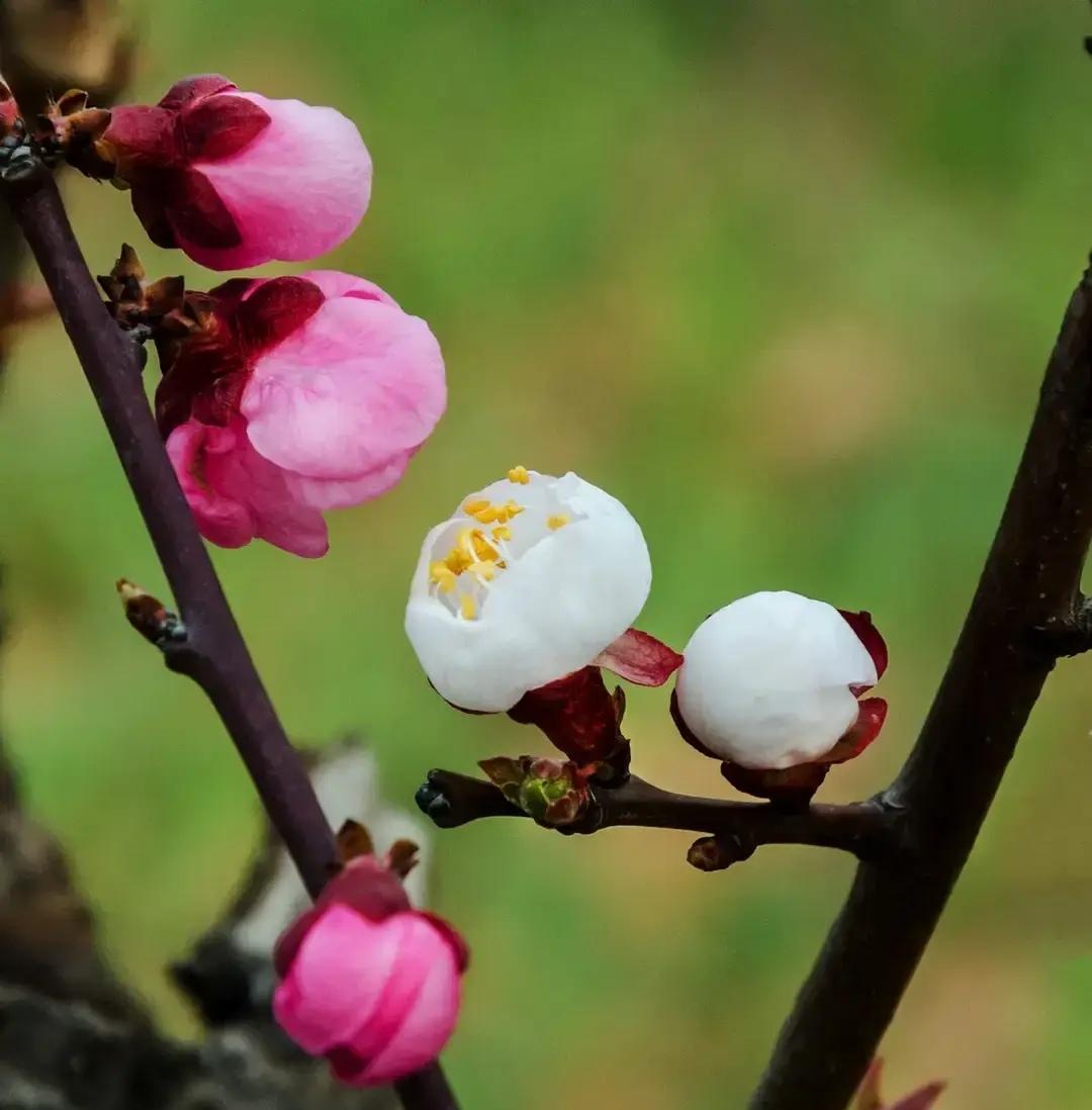 《五月：燃烧的叙事诗》（散文诗）

五月是从一朵榴花的爆裂开始的。  

不，或