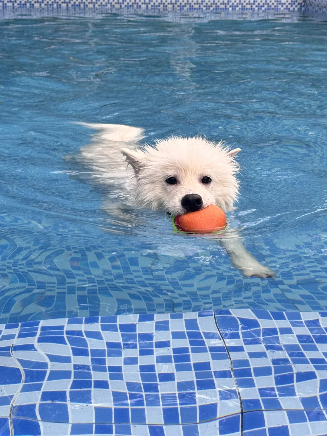 小海豹出击！🌊🏊🏝️🍔