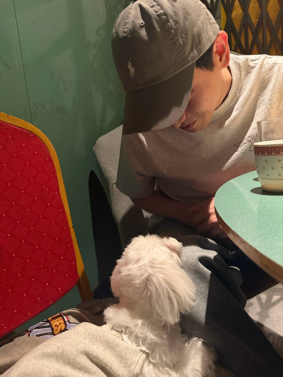 图片中有两只小狗很萌两只小狗怎么这么可爱！彭昱畅最可爱！！！ 