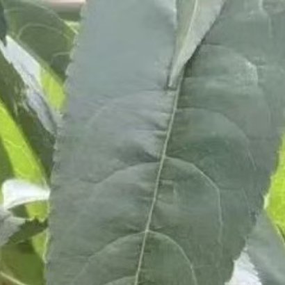 水蜜桃种植，关键要抓好以下四个核心步骤：选地与品种：选择阳光充足、排水良好的微酸