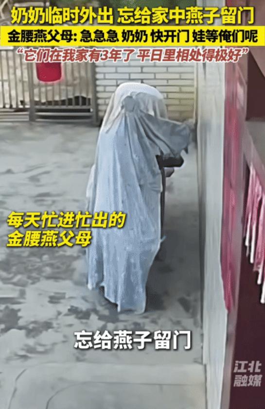 “太有灵性了！”广东一奶奶出门忘给燕子留门，进不去家的燕子在门口急得飞来飞去。奶