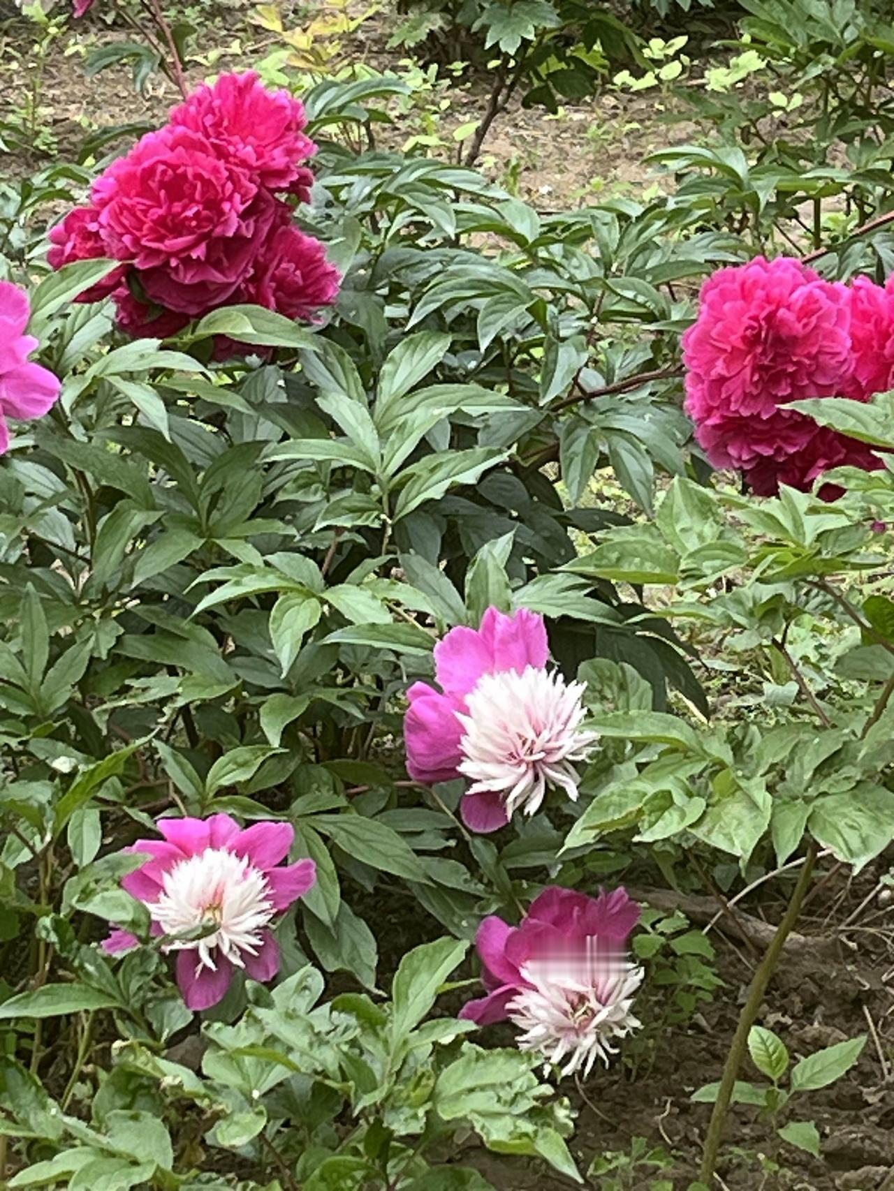 岁尾第一拳！北京楼市利好政策会接二连三，接踵而至出台吗？想买房的你此时该不该出手