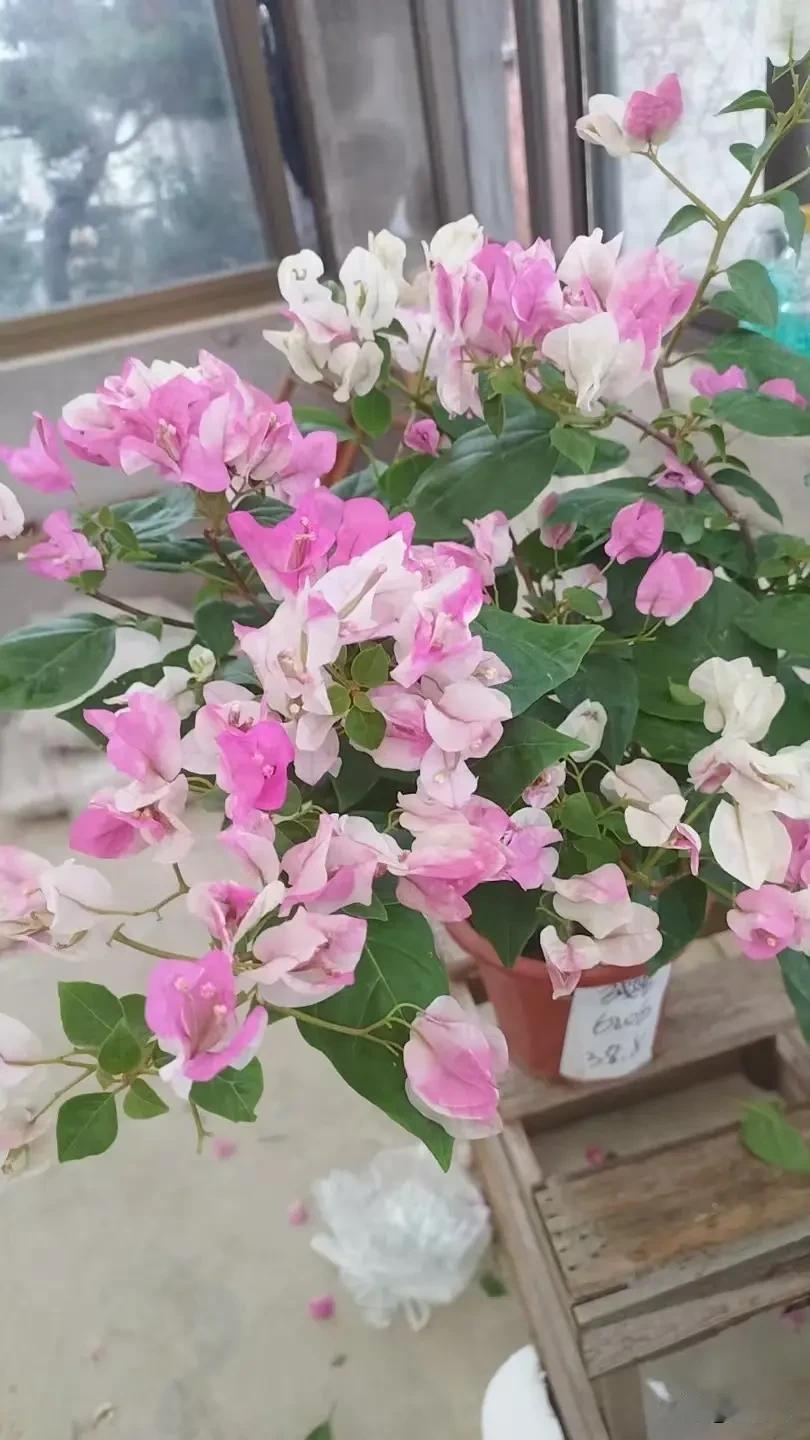 这两盆三角梅是我小女儿两年前临派支边出发前让我代养的。三角梅樟红英 平时听她视频