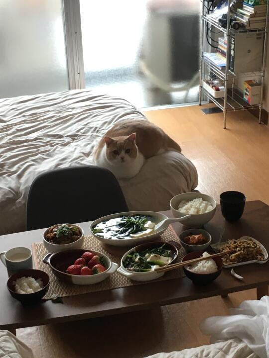 一只无腿猫猫虫