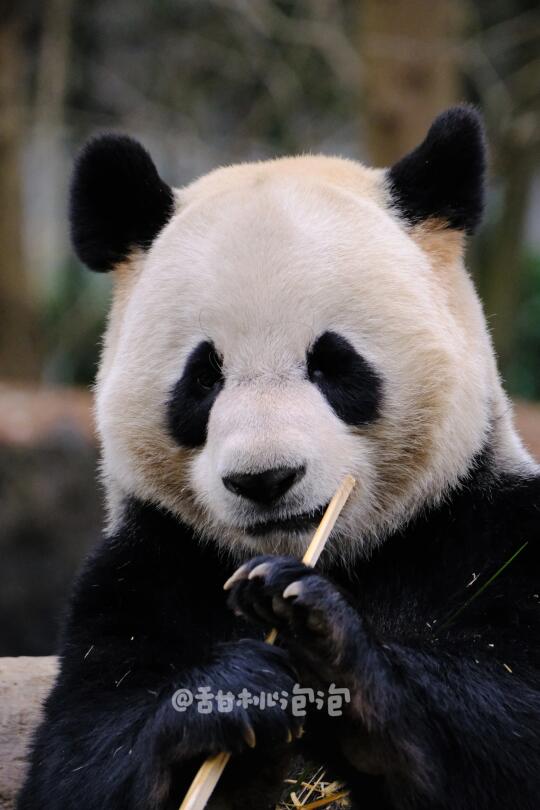 【檂檂】关于苏阳说他是园草这事儿我有异议
