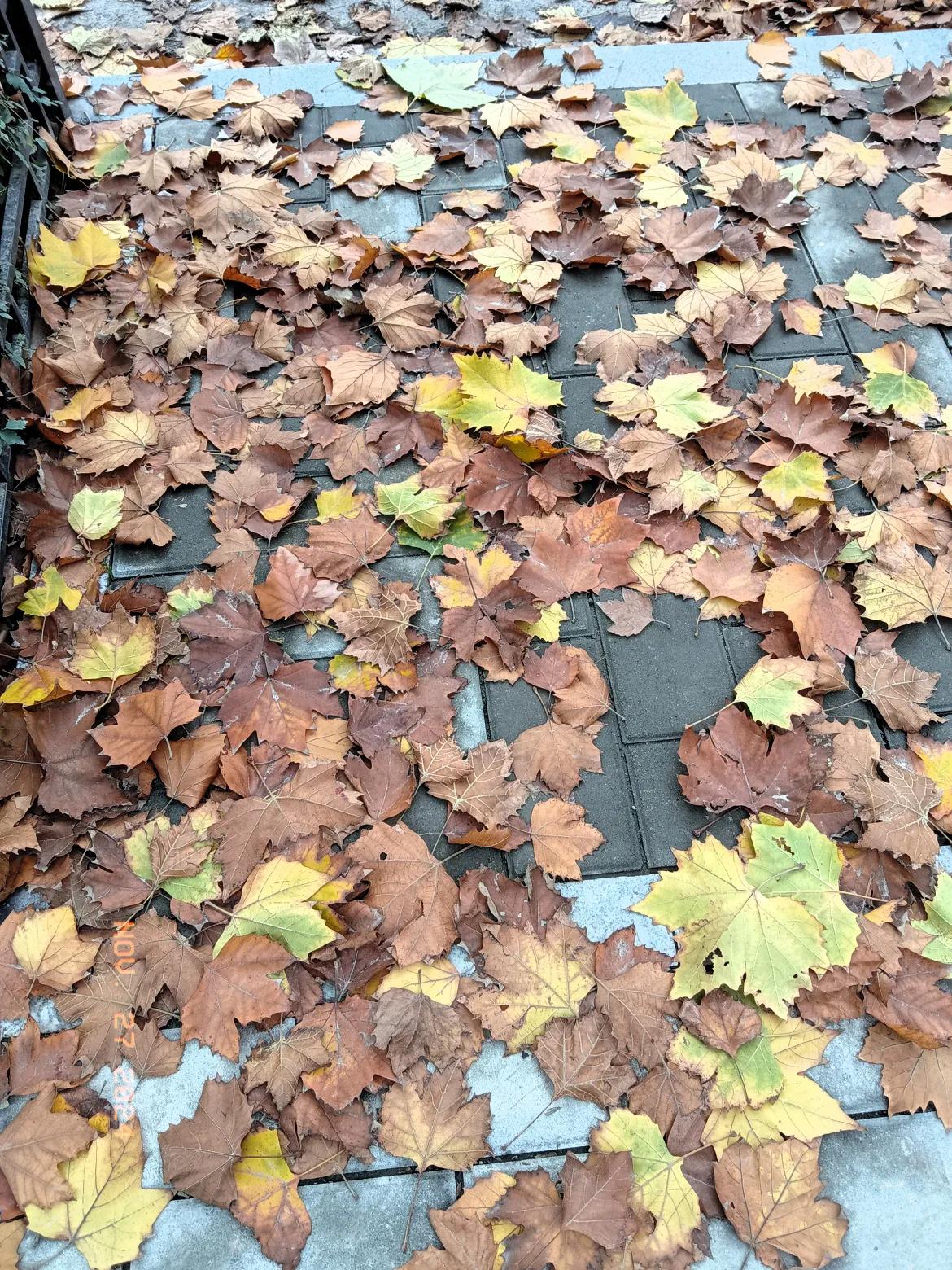 秋意渐浓，落叶纷飞，感受大自然的季节变换。🍂🍂🍂