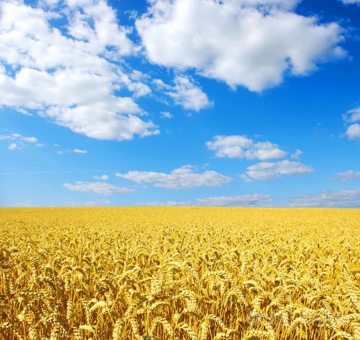 事实证明老百姓零散的种几亩小麦确实赚不到什么钱，只能靠大规模种植。
来做一下对比