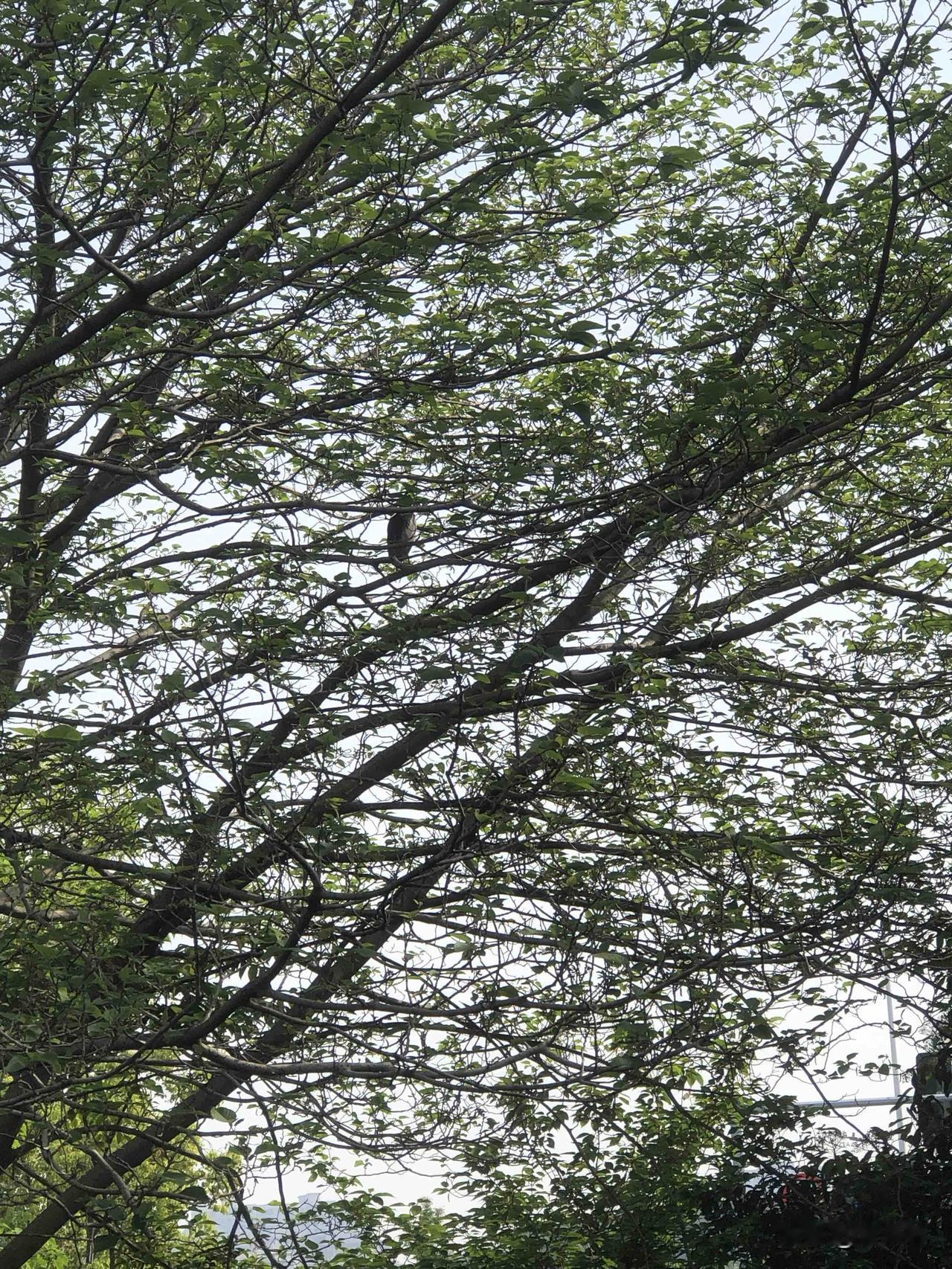 交换一张鸟类摄影照早晨在河滨公园跑步，看到树枝上蹲着一只水鸟，旁边的树上有一只鸽