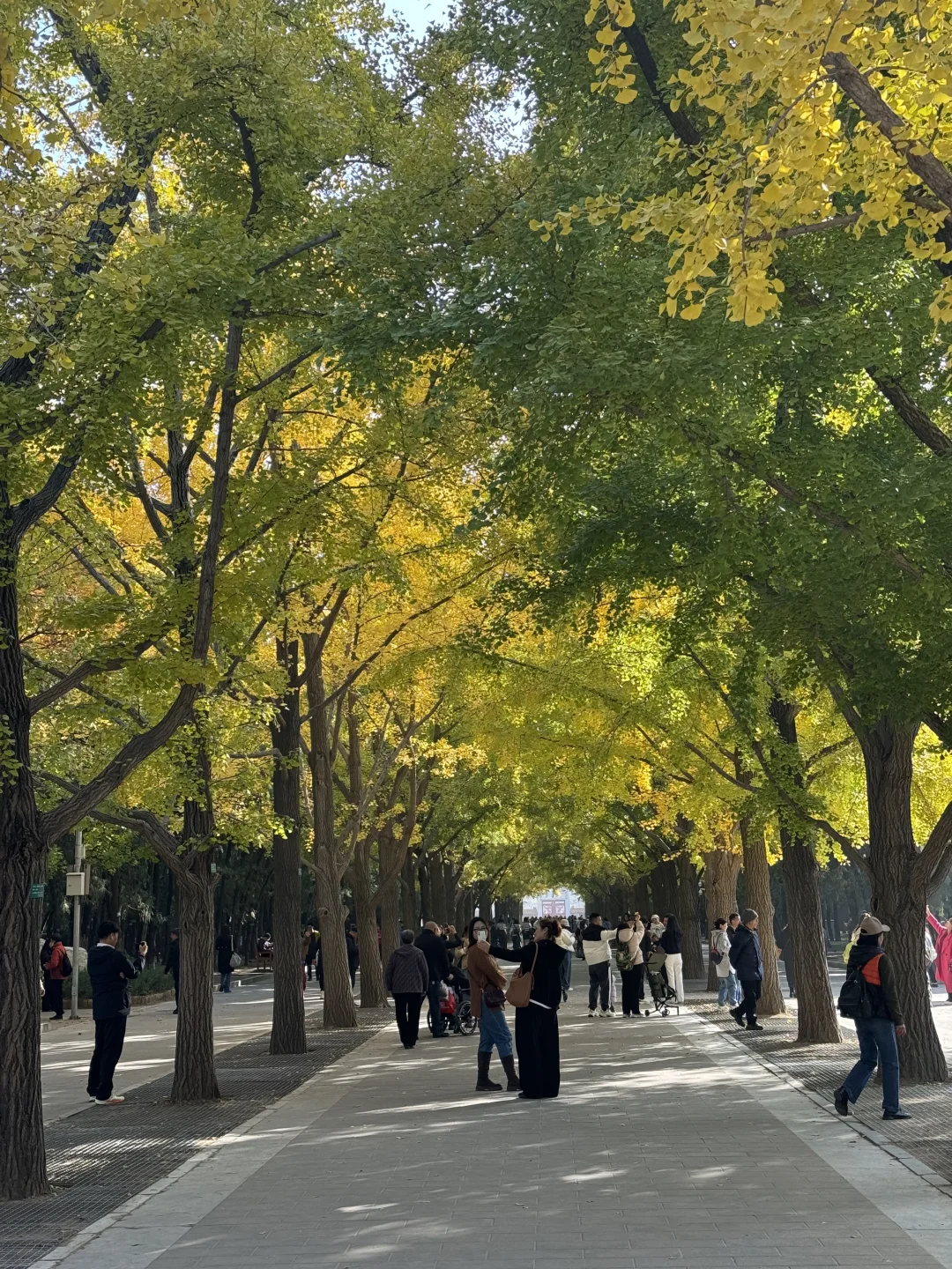 10.31地坛实况，银杏没黄别冲动，下周更美