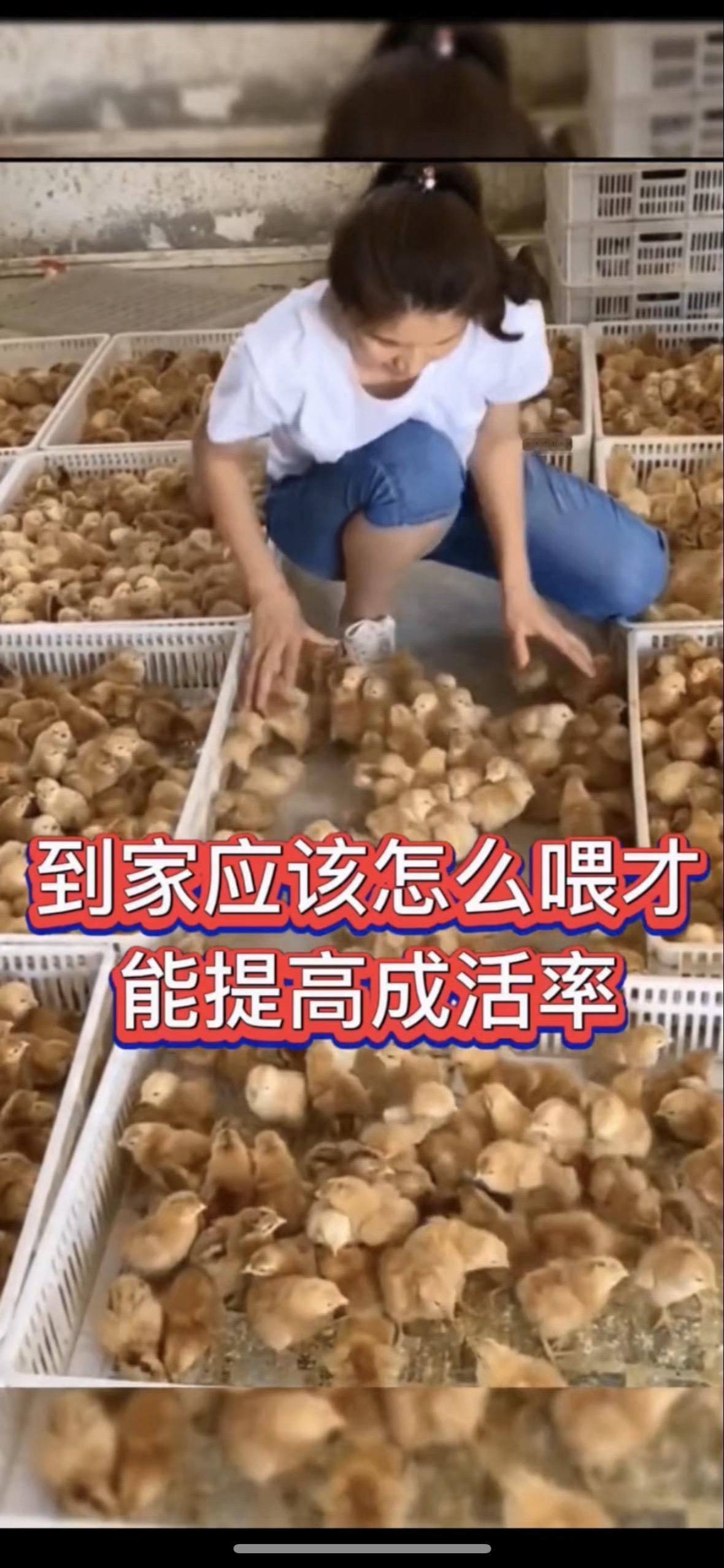 鸡苗到家这样做，全程不丢一只鸡养鸡小妙招 育雏管理 育雏鸡