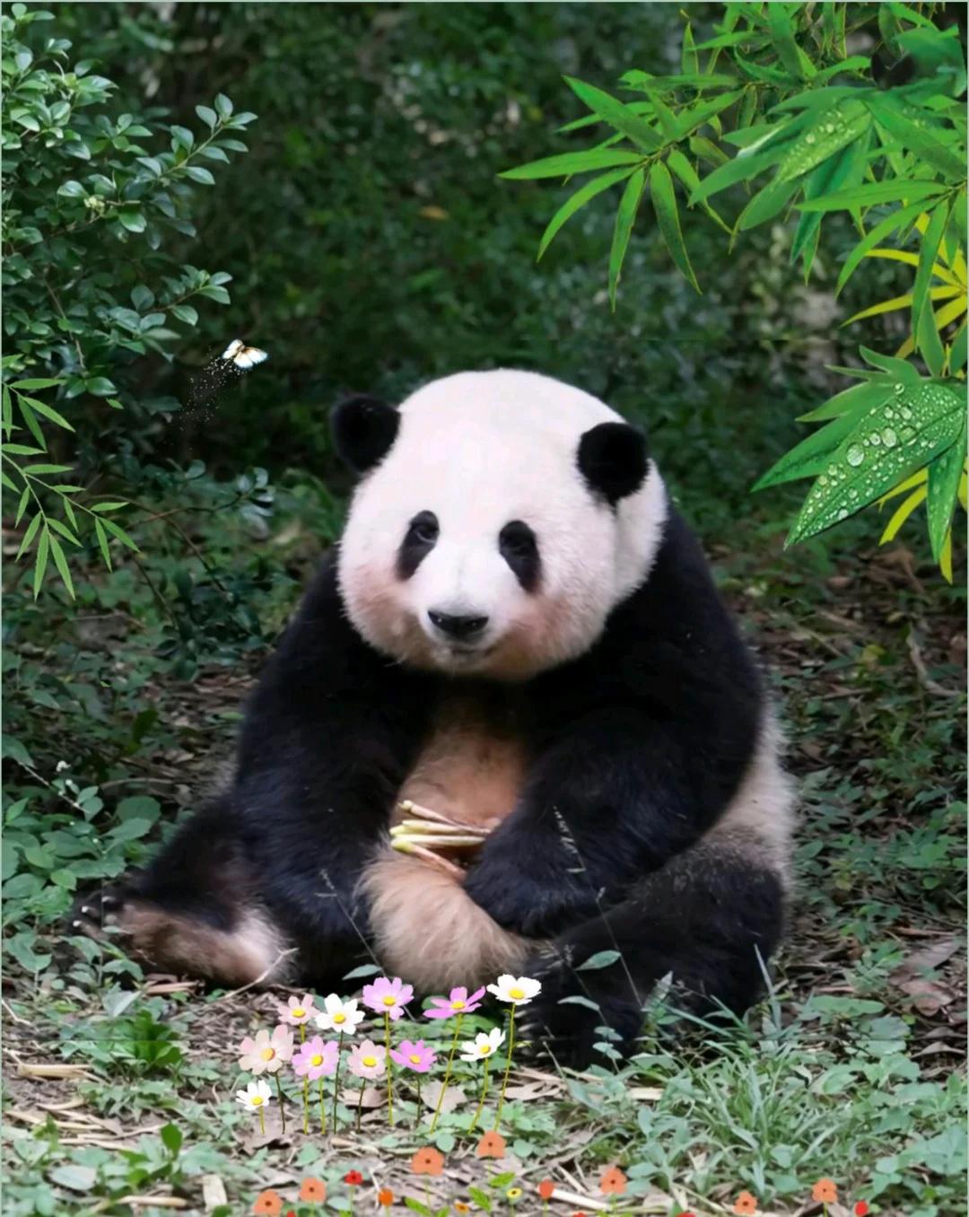 笑意盈盈🌷🌷
笑起来甜甜的 笑起来像花 要一直开心呀 小脸软乎乎