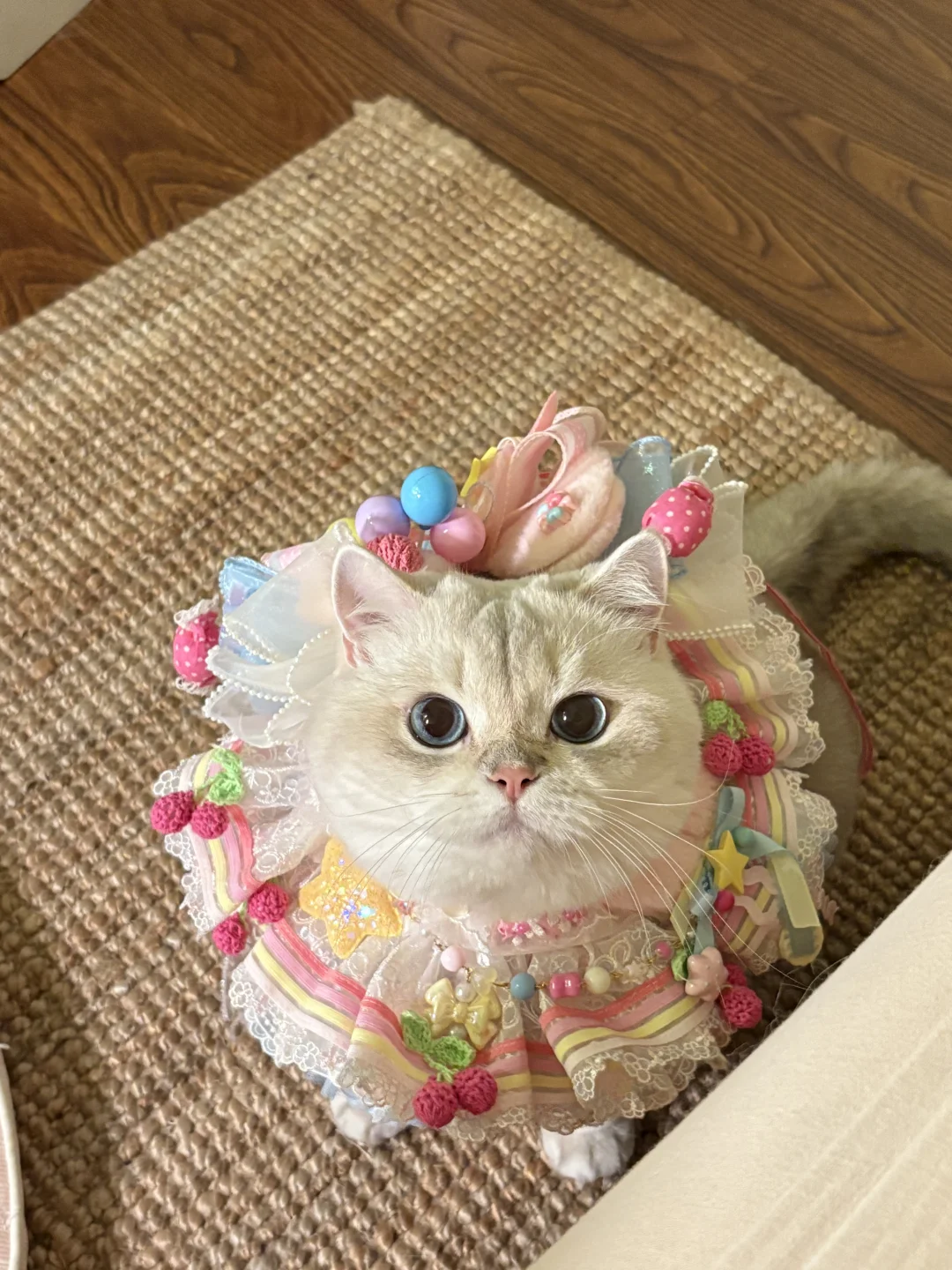 因为太可爱忍不住想分享图文版