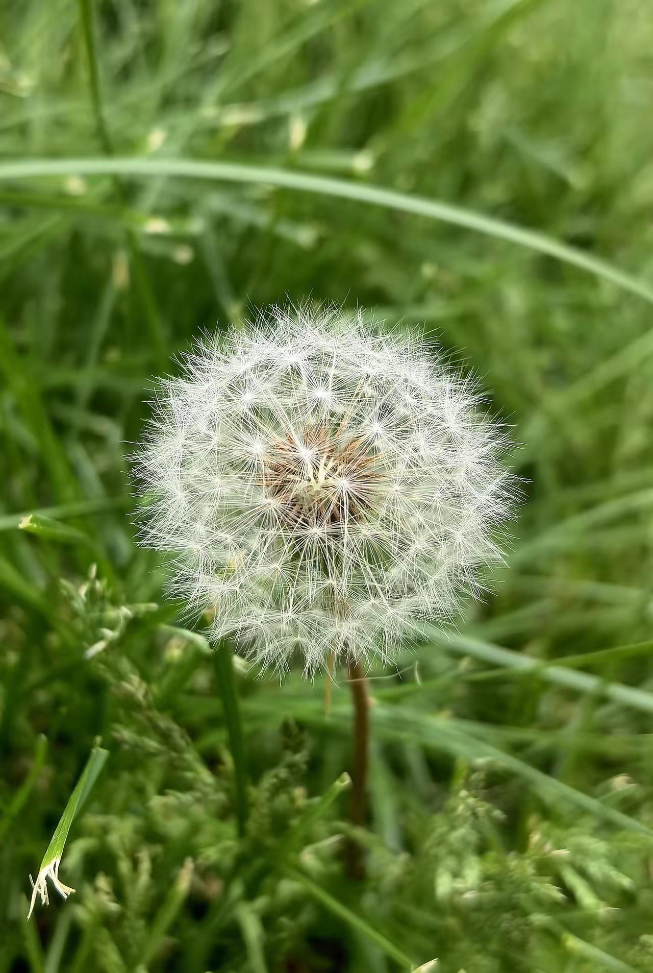 蒲公英寄语——LaMa娟
 
绒球如雪立芳丛，
一息清风赴远空。
不恋此间青草地