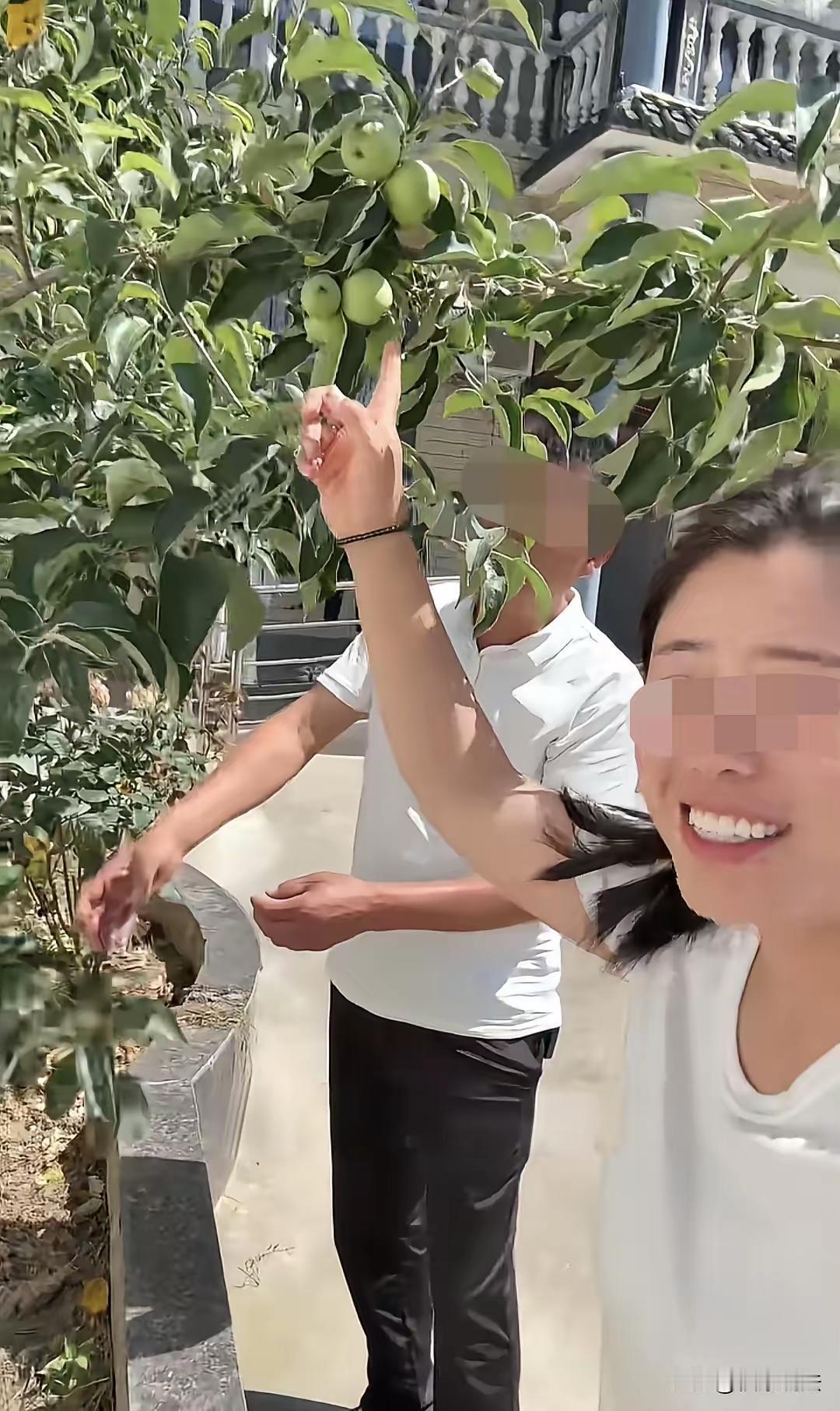 花了3年等车厘子，结果结出一树“青苹果”？河南姑娘一拍视频，全网笑喷了！

河南