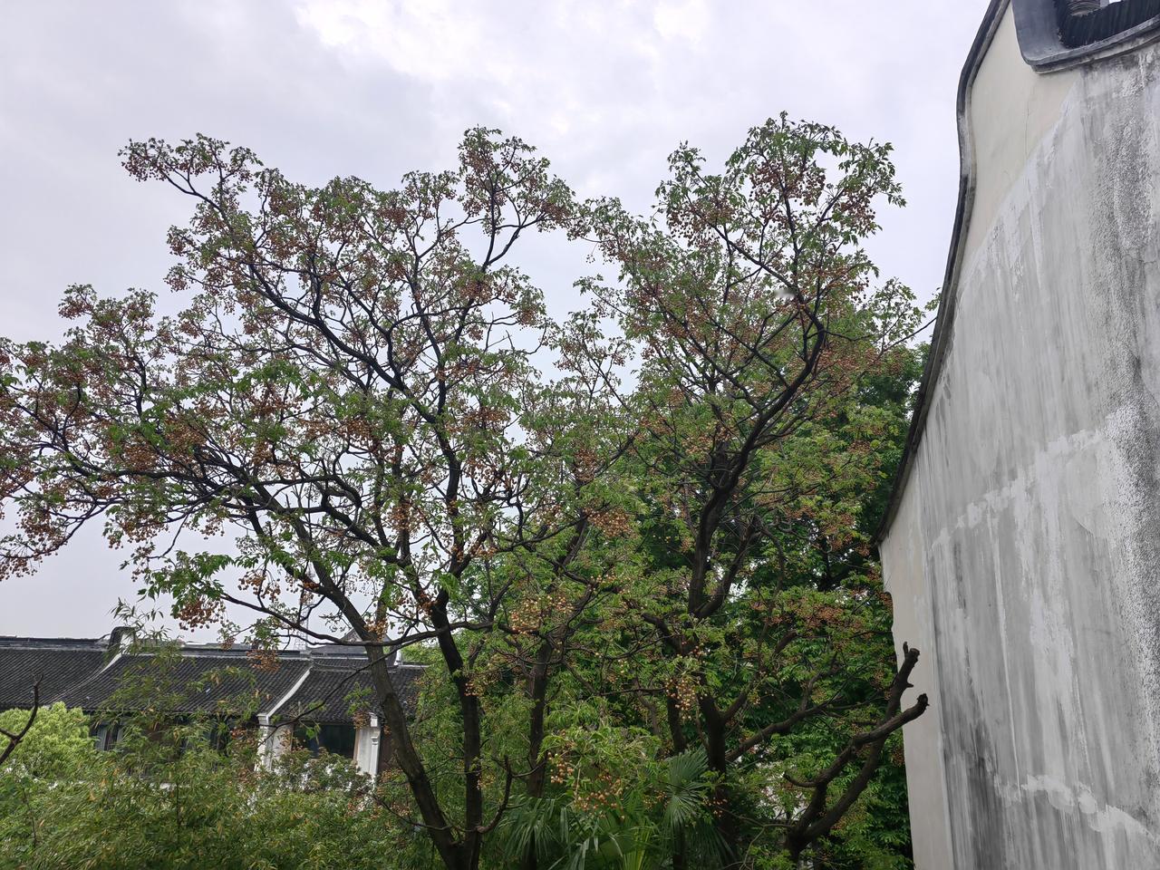 早起，在宾馆房间边上看到一棵楝树。旧年的楝子并没有被江南冬日的风霜打去。古老相传