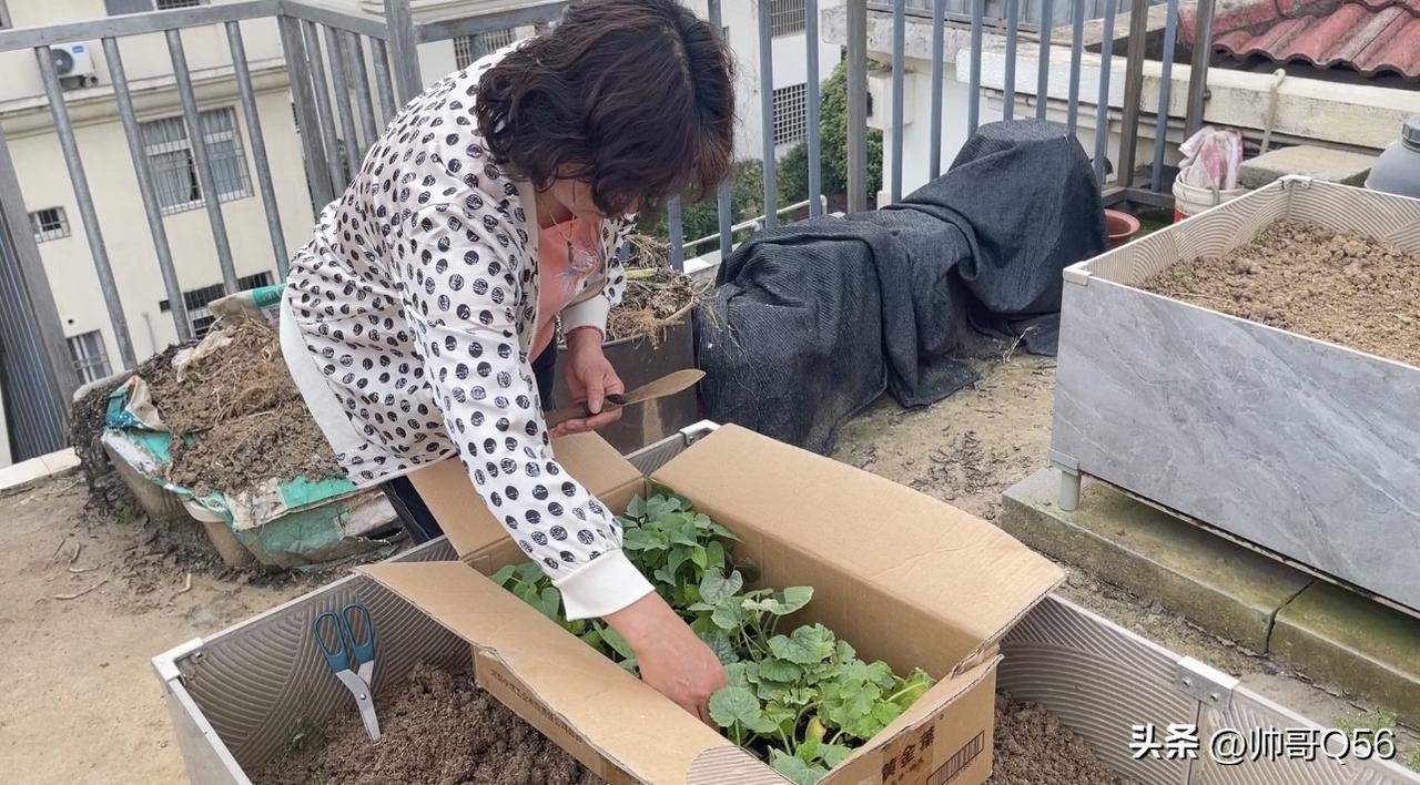 退休后喜欢在家种菜吗?清明小长假，老婆忙翻阳台菜园，樱桃树防鸟妙招邀你猜！
清明