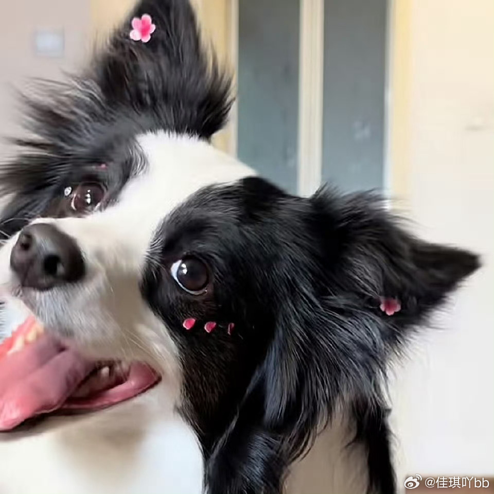 超级想养一只边牧