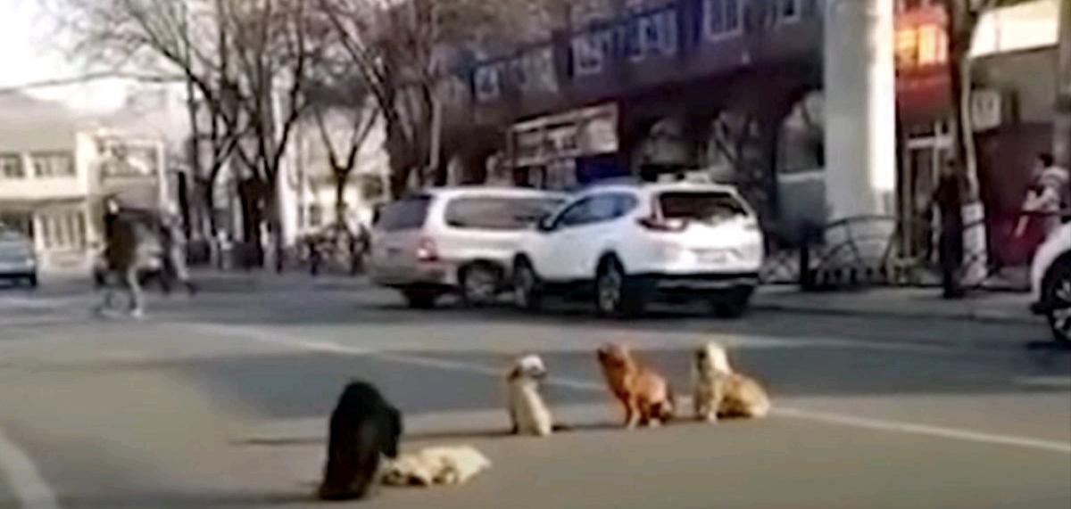 近日，一段“狗狗冒死拦车求助”的视频引发热议。深夜国道，一只黄狗疯狂追车、拦在车