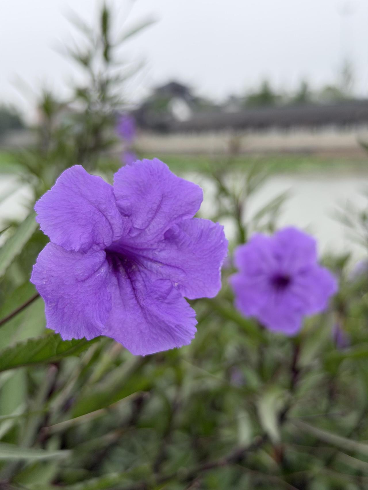 翠芦莉，常被称作蓝花草、芦莉草，部分地区也俗称它为“兰花草”。单朵花朝开暮落，花