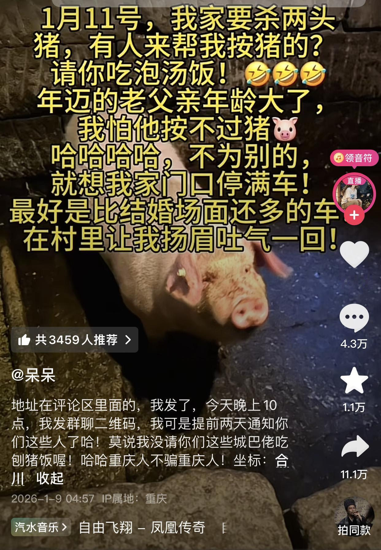 重庆合川文旅没想到自己忙活了一年没干成的事被两头猪干成了，两头猪做梦也没想到家里