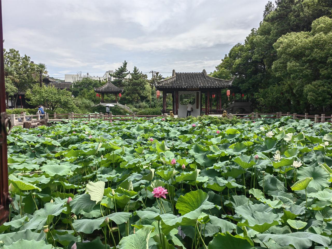 上午游常熟曾赵园，园里有棵明代红豆树，故称小辋川，后分曾、赵两园。曾赵园的荷花有