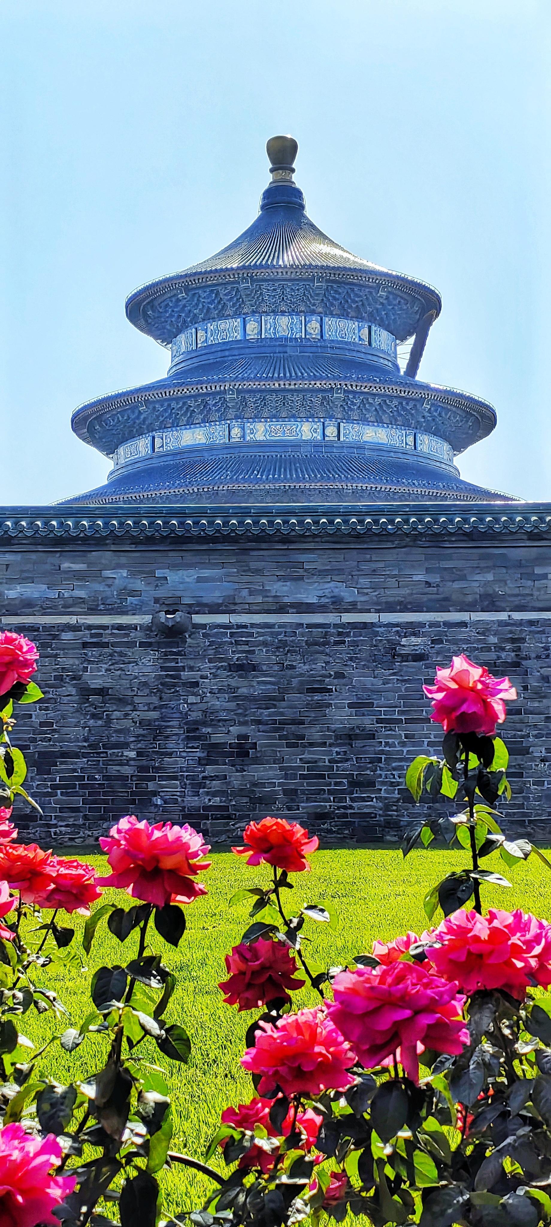 北京天坛祈年殿月季花摄影​​​