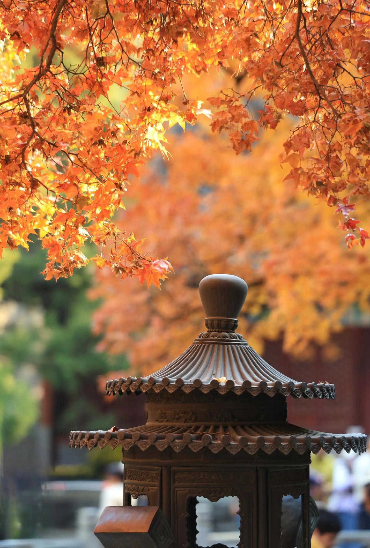 香山金秋赏叶指南：红透层林，邂逅限定秋韵。晴好天气与昼夜温差的加持，让香山公园的
