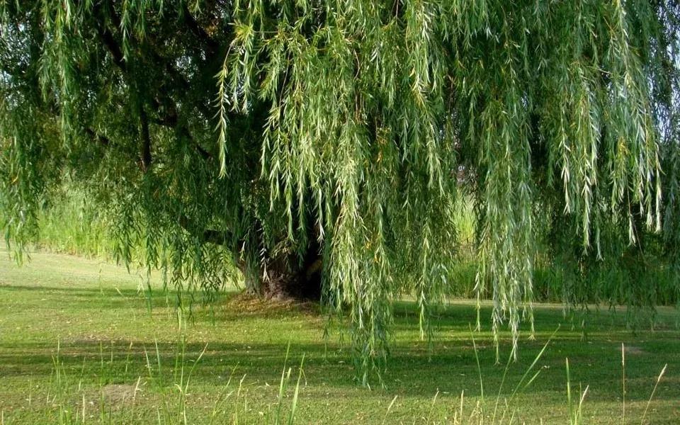 我


我带着曾经来了
来看看沟旁的垂柳
那水草，那沙蒿，那小鸟
这不就远离了城
