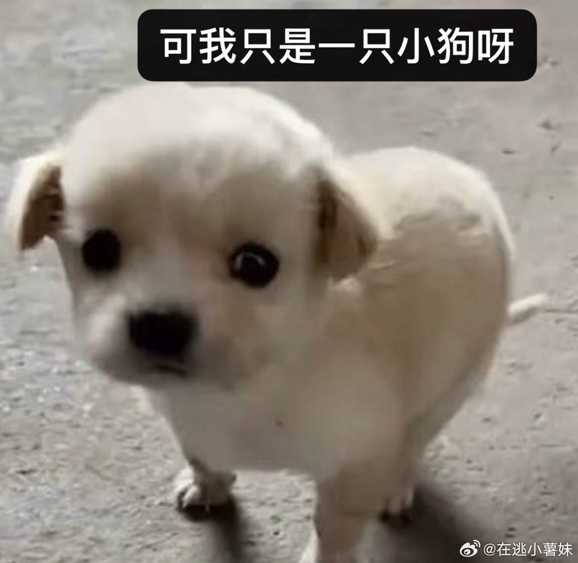 马柏全白冬阳 🐕马柏全 未检之名 可我只是一只小狗呀 