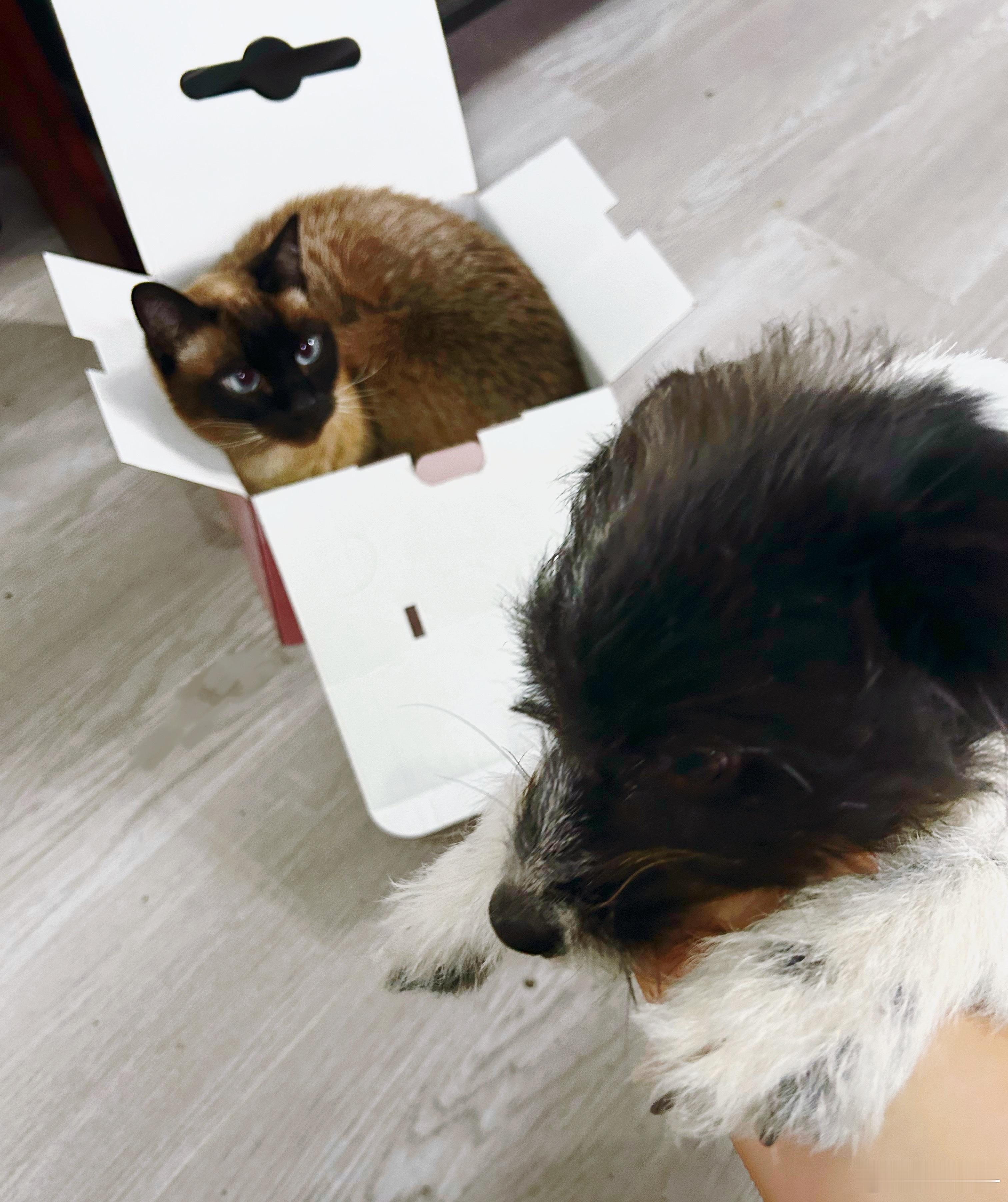 不会用猫砂的动物就是笨啊 