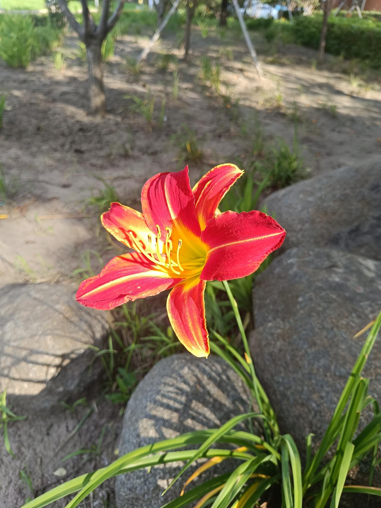 瓣面晕染热烈红纹，花心晕开暖黄，修长绿叶衬得花姿舒展，这是大花萱草。
💡植物科