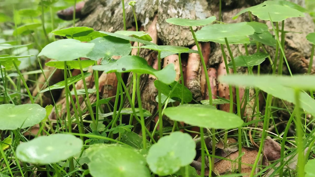 走在绿野之中，草色鲜嫩欲滴，露珠在圆盘翠叶上滚动。细长草叶随风轻舞，满眼青葱映入