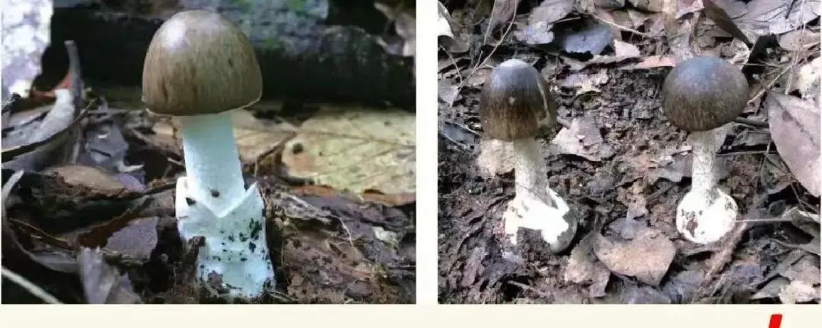 湖南3月雨季，两个小女孩捡晶莹蘑菇舔一口，10分钟后头晕恶心直奔ICU，肝脏瞬间