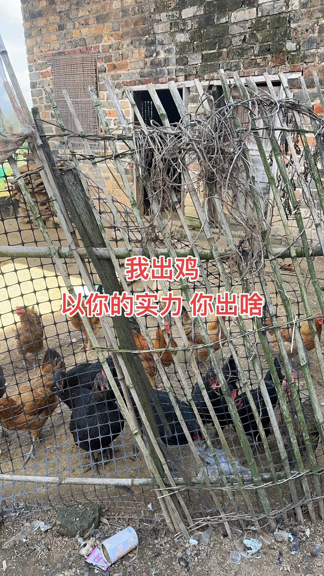 我出一只鸡