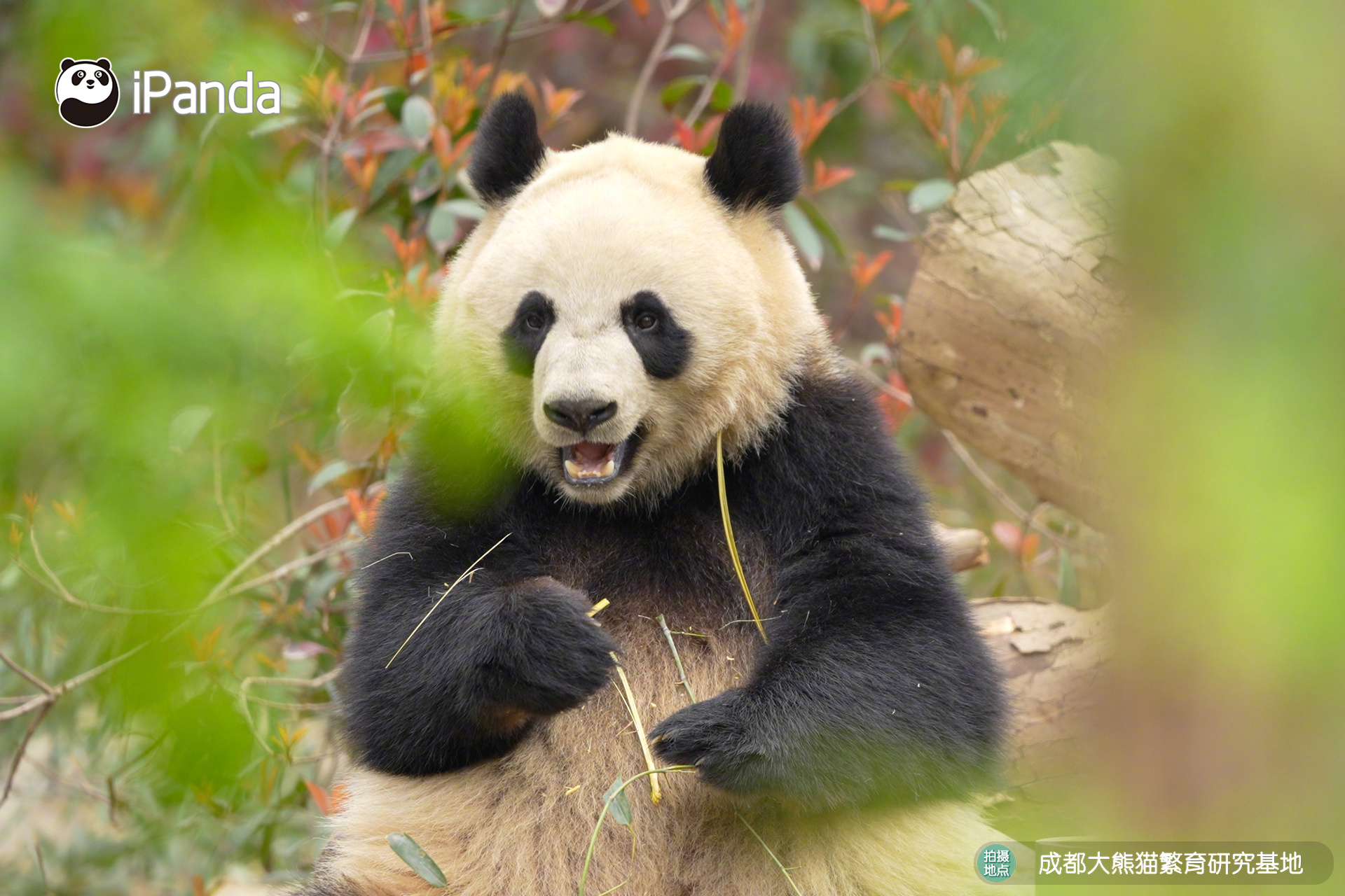 【大熊猫的治愈从早安开始 🌟】发言熊：“园润”名熊名言：穿行于斑斓世界，守住内