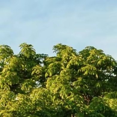 一夕花事，遇上了娉婷浅夏，一个回眸，香染了半世浮生。一枕花荫凉，梦甜相思长。檐角