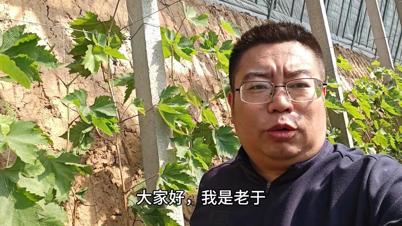 🧡葡萄转色期掌握这几点，卖价轻松翻倍！中午来到大棚，里面温度已经三十四五度，待