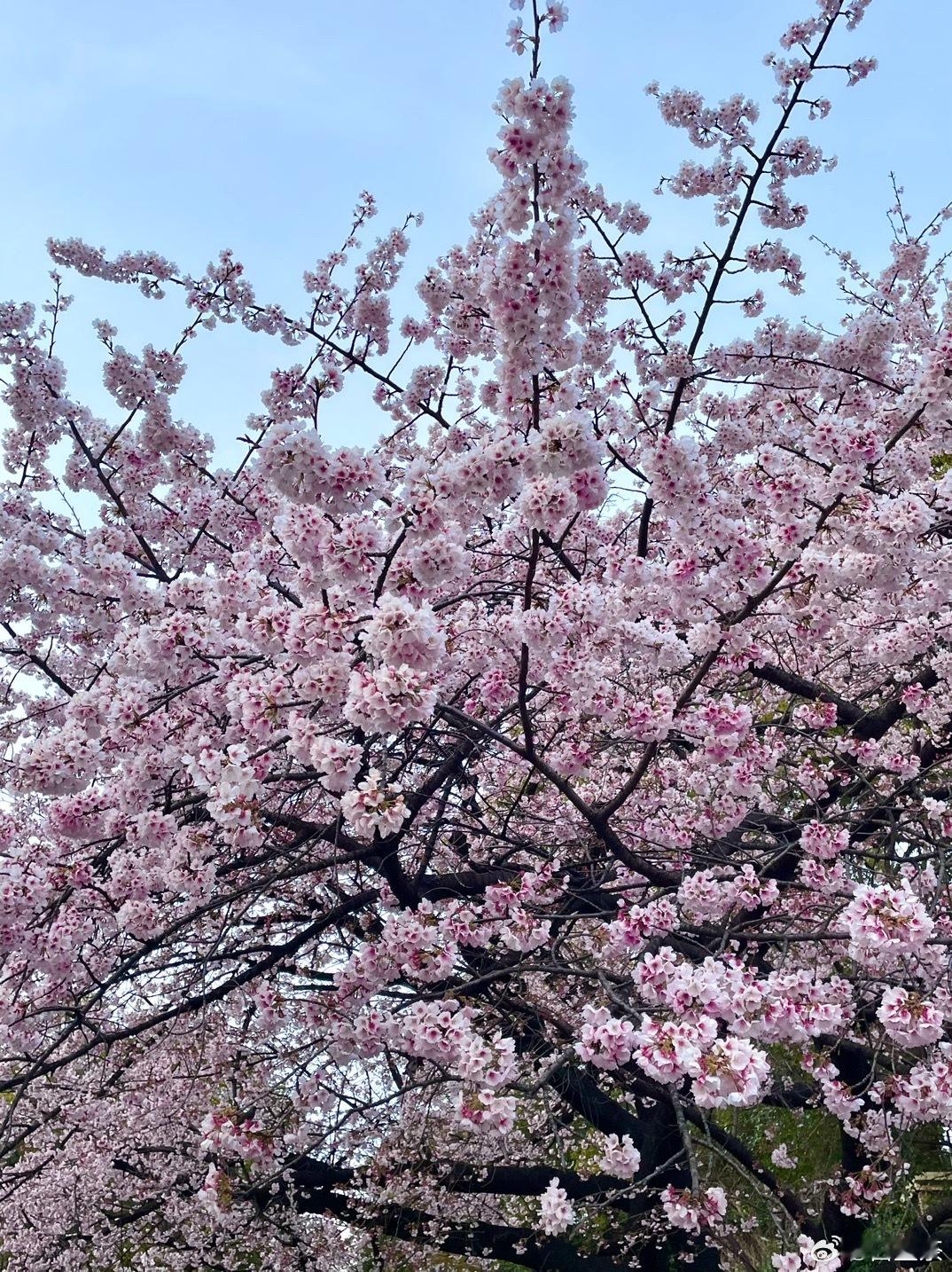 赏🌸  ​​​