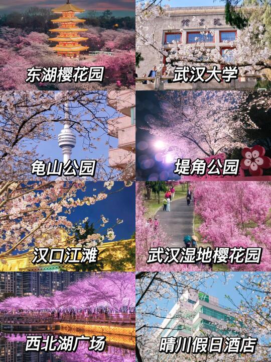 🌸2025武汉赏樱胜地大公开！错过再等一年！