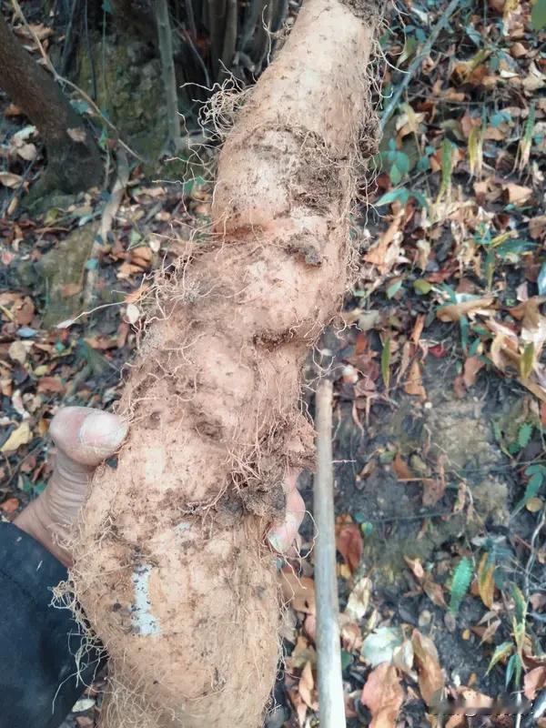 啥东西需要众人耗时数日，挖5米多深坑，还得数人合力才能抬出？答案是一根巨型野山药