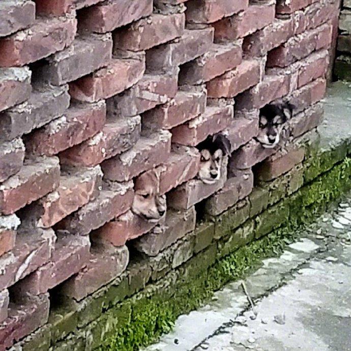 哈哈探出狗头