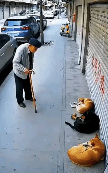 网传的一段视频，拄拐老人看到三条狗躺在墙边一动不动，怀疑它们不会是中毒死了吧？便