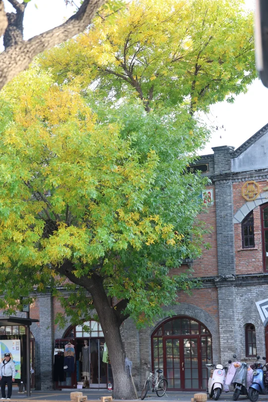 10.13，北京10+个地方秋叶实况，无滤镜