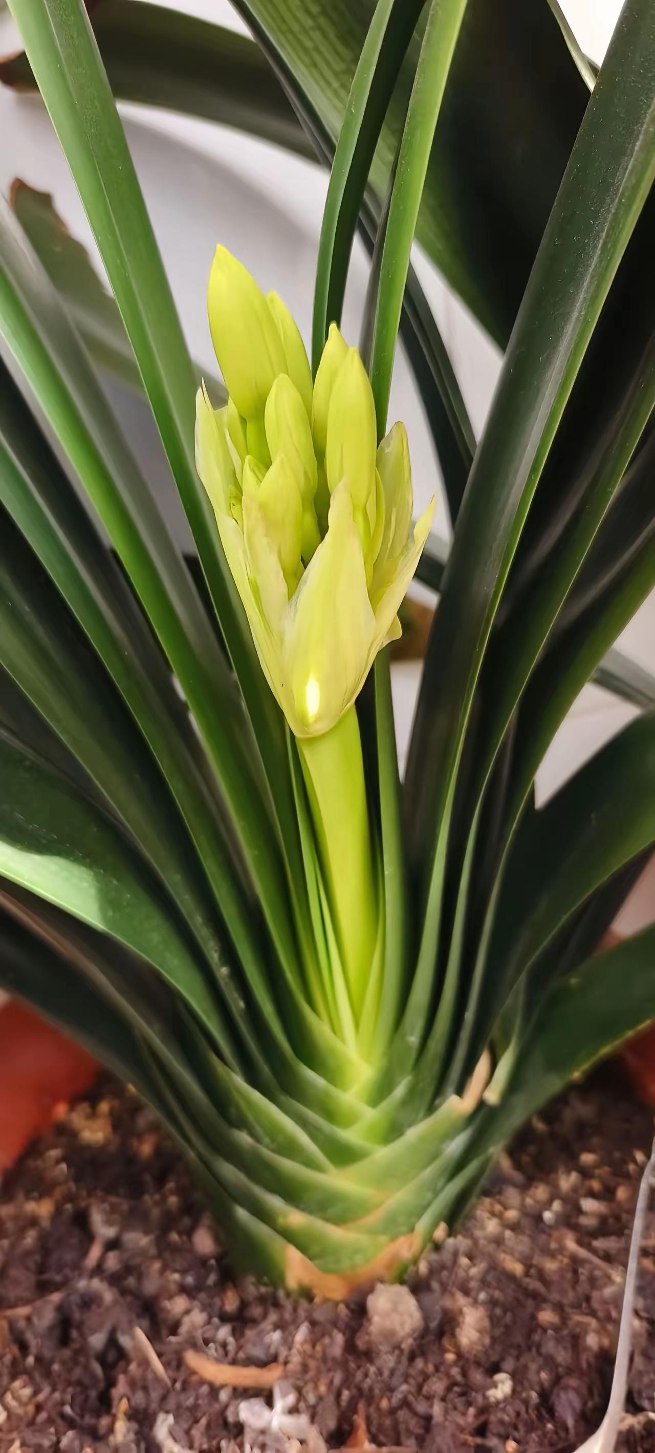 军事专家戴旭是鹰派，敢说敢干，他认为中国做为一个军事大国就应该漏其锋芒，没有战争