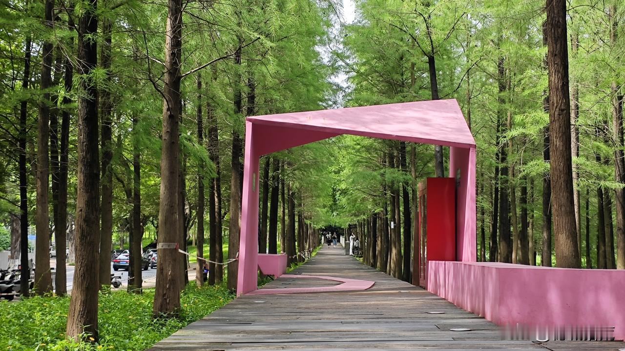大观湿地公园，又叫“天河湿地公园”，最出名的要数落羽杉林，每年12月左右来这里拍
