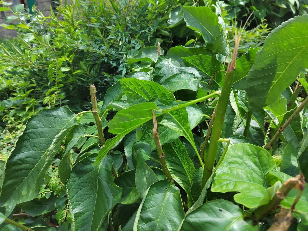 我家门前有两棵树，一棵是南非叶，一棵的樱桃树。

一棵南非叶，据说来自南非。春夏