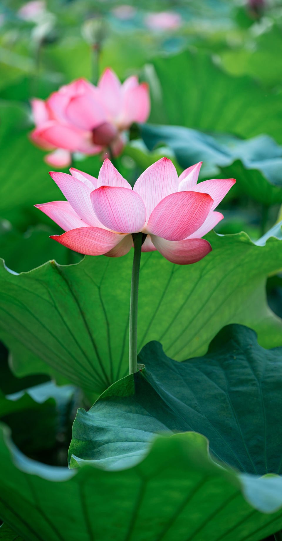 回了趟家今天要稍稍忙一些，晚会儿再写睡前更哈。这几天买点艾叶，新鲜的老的都无所谓