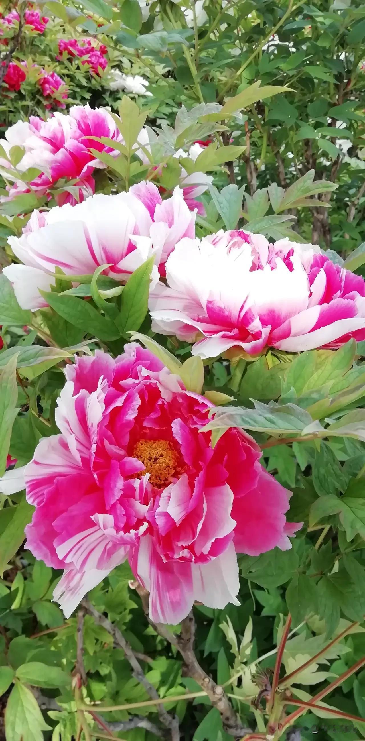 有没有漂亮的花朵图片吗当然有啦，拍摄的牡丹画面，感觉到这才是王者风范！富贵花开，