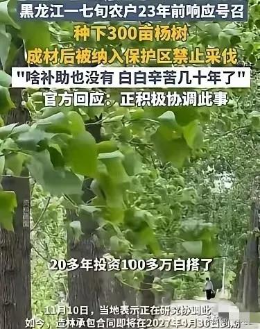 黑龙江齐齐哈尔，一位72岁的农妇，用23年时间，把300亩荒地种成了郁郁葱葱的杨